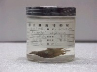 藏品(條紋豆娘魚)的圖片